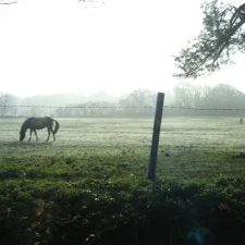 Favourites on Friday - The Stable Run