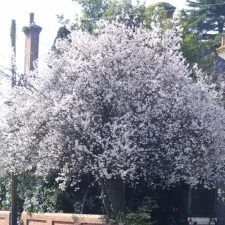 Favourites on Friday - Blossoming Spring