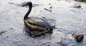 Exxon Valdez impact on wildlife.jpg