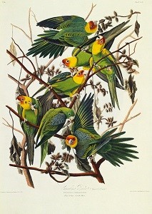John Audobon's 'Birds of America', parrots.jpg