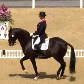 Cat Garden and Horse TV