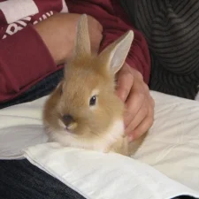 Bye-bye little Wolvie