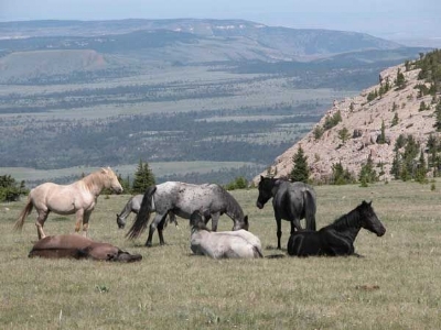 Pryor Mountain mustangs