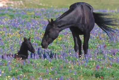 Pryor Mountain mare and foal