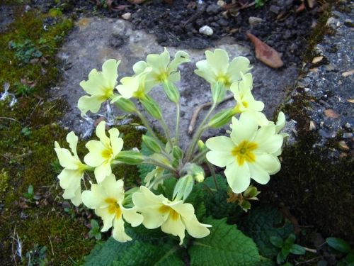 Primroses