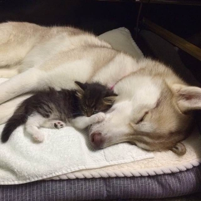 Baby Rosie with Lilo, her surrogate mum