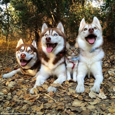 (L to R) Miko, Infinity, Rosie and Lilo
