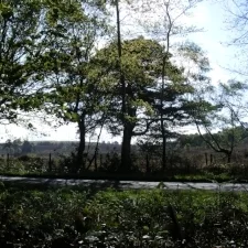 Late Spring Stable Run And A Baby