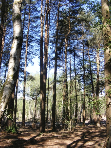 Trees in heathland