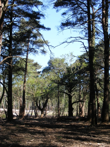 Trees in heathland