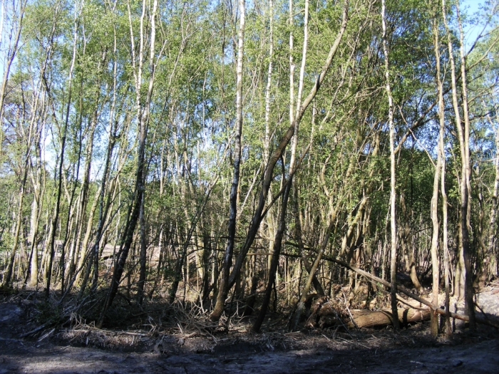 Copse