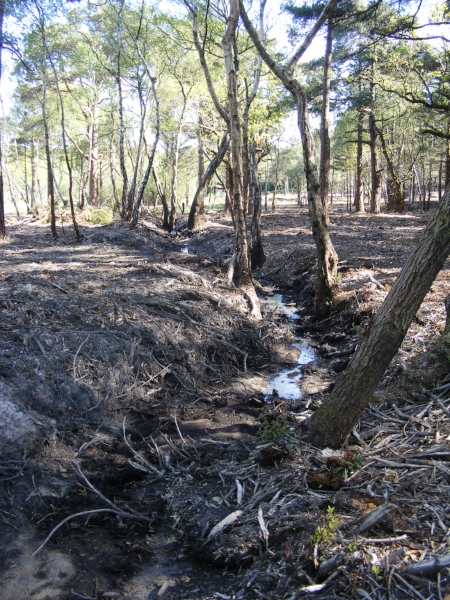 Small ditch running through trees