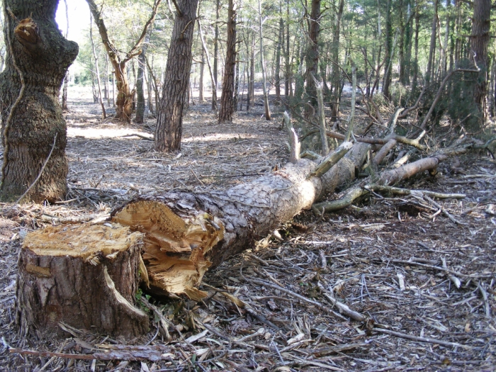Fallen tree