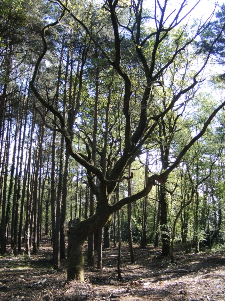 Tree with interesting shape