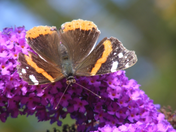 Butterfly on flowers