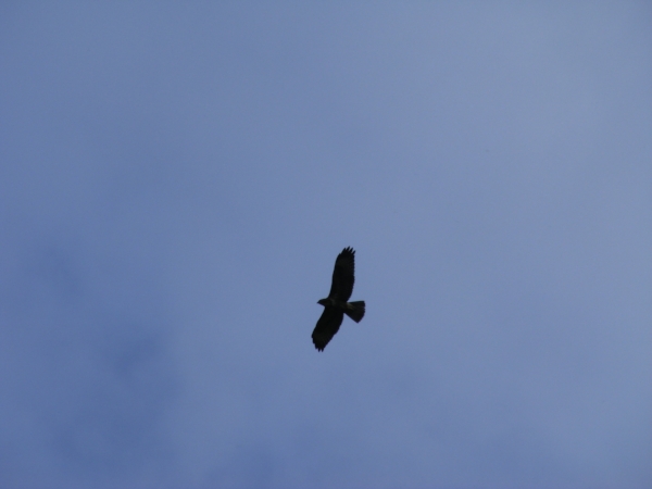 Bird of prey against blue sky