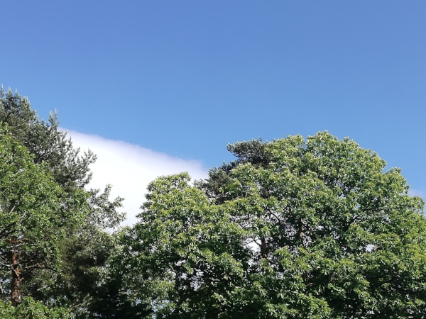 Summer sky