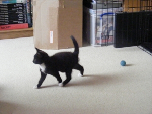 Kito at home