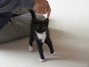Kito 