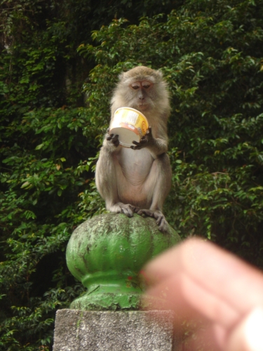 One of the long-tailed macaque monkeys that have free run of the place - love that expression!