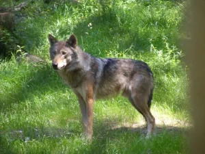 The Wolves of the 'Moon Goddess'