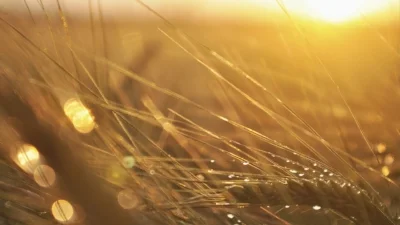barley field