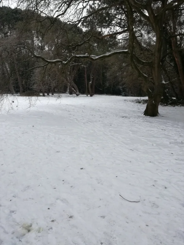 Up the road from us, which leads to the golf course and lake, where we usually go for walks