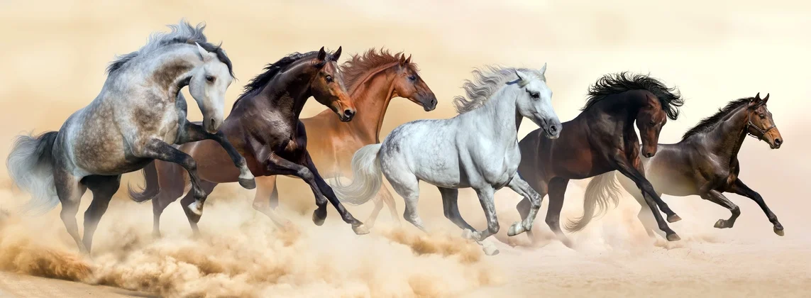 Horse herd running