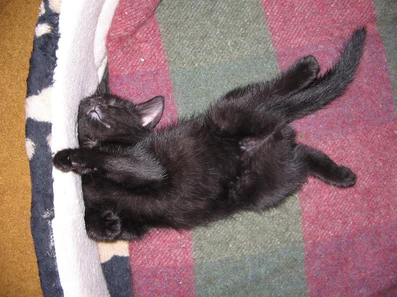 The first of many weird sleeping positions