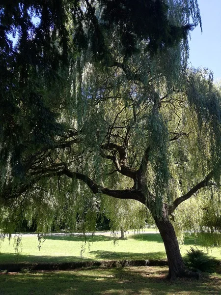 Trees in town