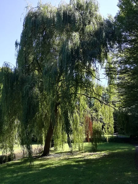 Trees in town