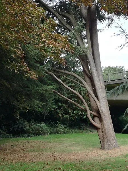 Tree in town