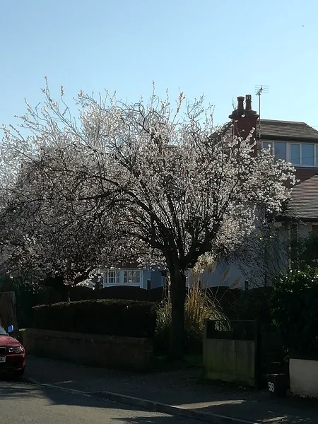 Tree blossom