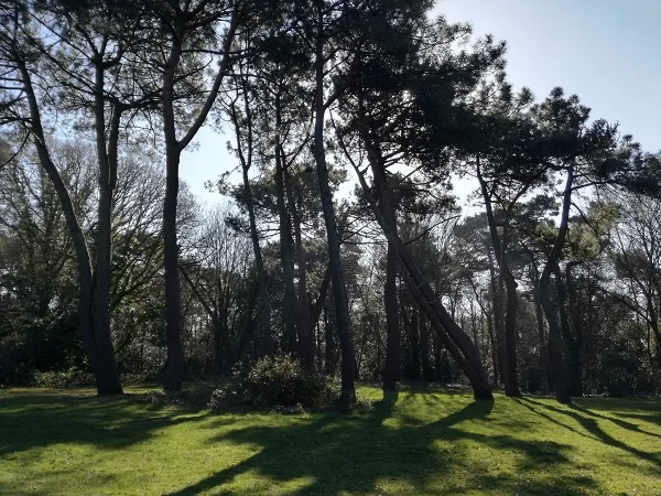 Trees in park