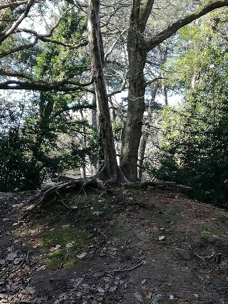 Tree roots
