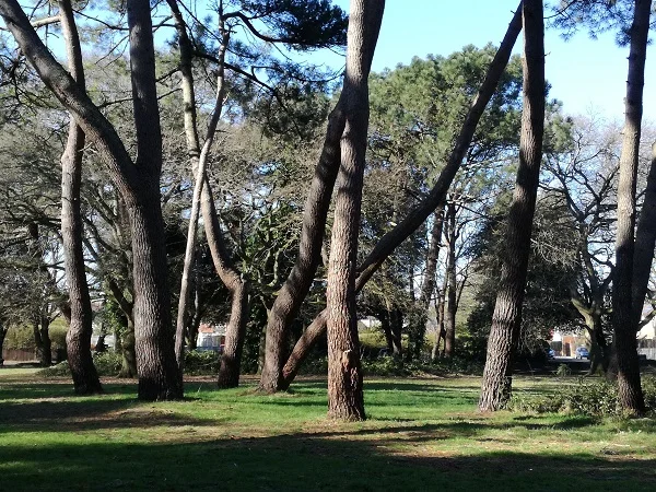 Trees in park