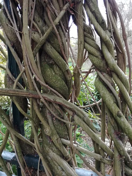 (closer shot of the branches around the railing)