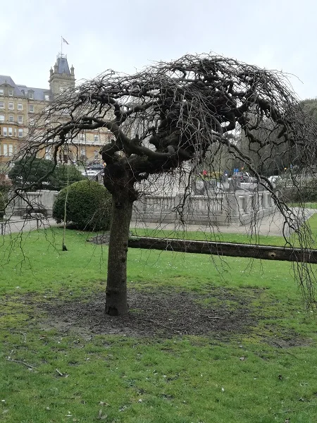 I like the shape of this tree. The town hall is in the background