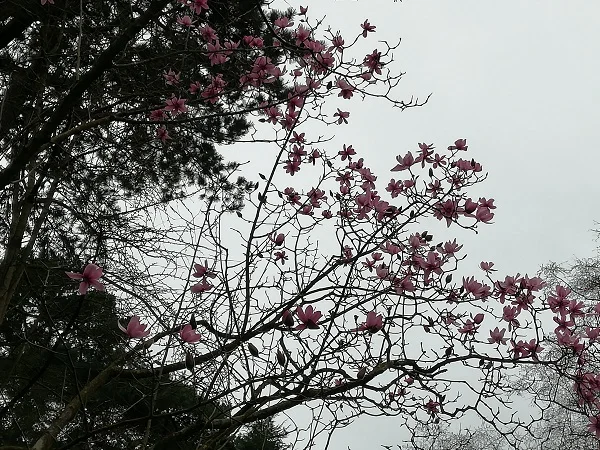 Pretty pink flowers.