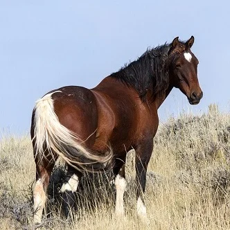 Horses, Wild and Free - The Mustang Part 2