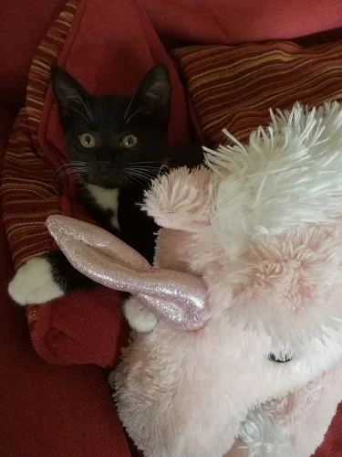 Baby Kito and Rosie the unicorn