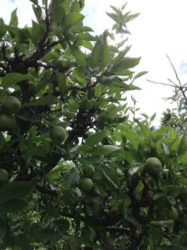 Apple tree in garden