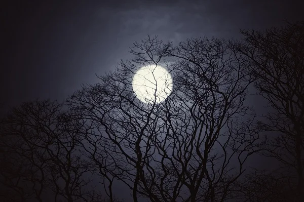 (Image by David Miram - Pixabay)
