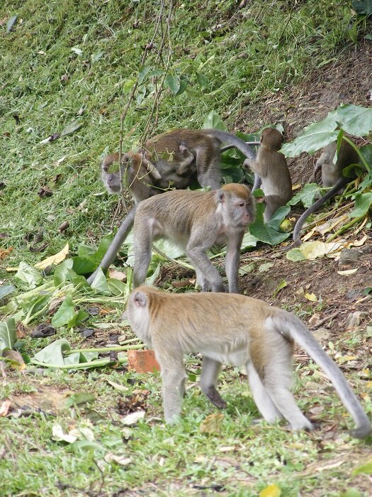 Long-tailed macaque monkeys