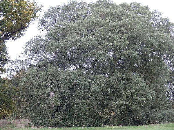 We thought this was shrubbery…