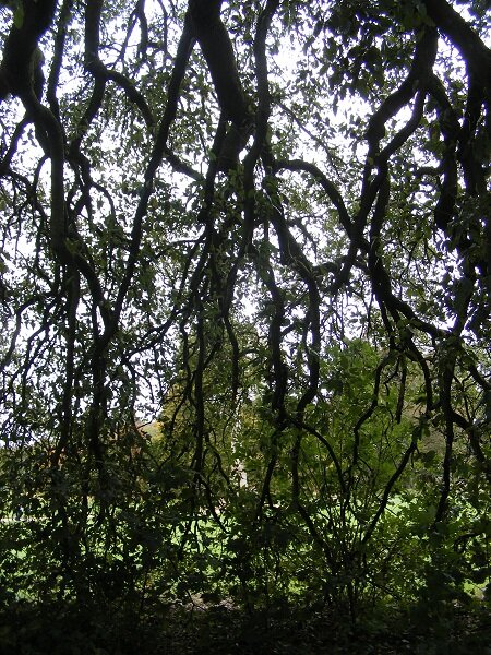 … but its actually the branches of a tree! What a lovely ‘hiding’ spot.
