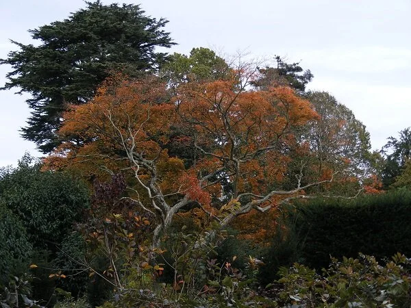 Autumn colours