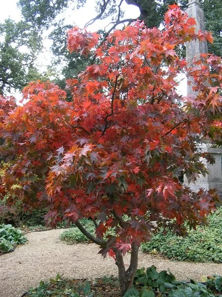 More autumn colours