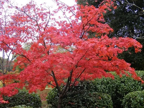 Acer ‘Osakazuki’
