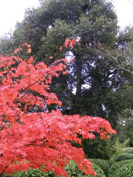 Acer Osakazuki